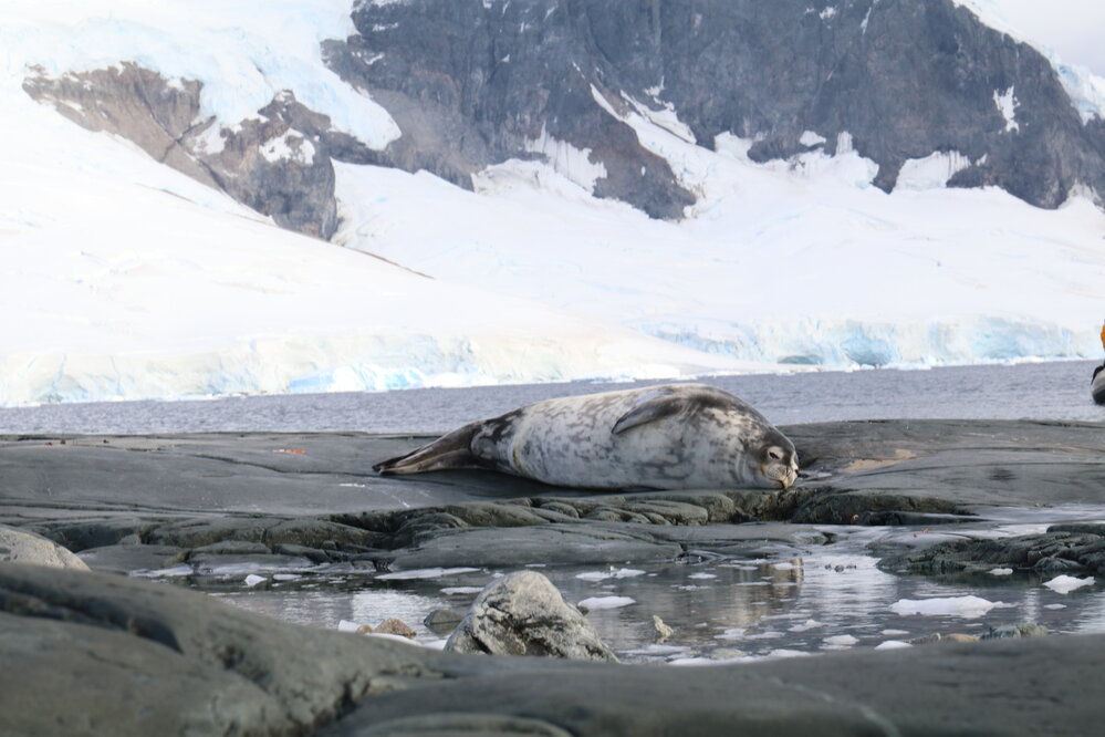 Seal resting