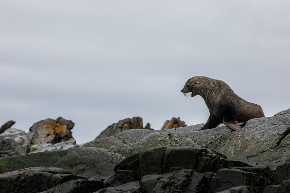 Seal on the rocks