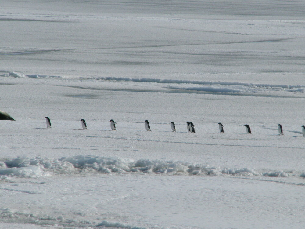 2008-09 Ad&eacute;lie penguin (003)