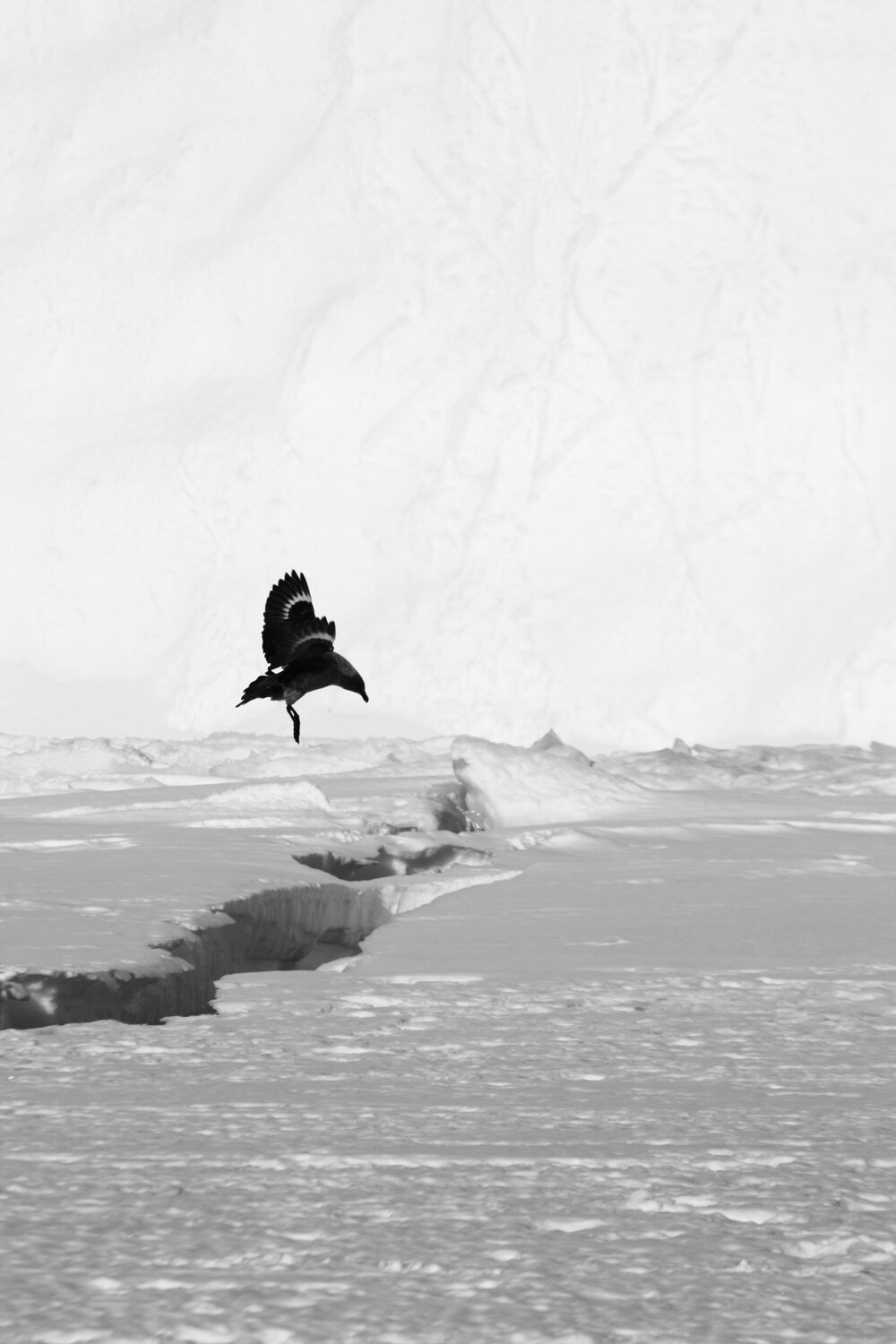 2008-09 'Terra Nova' hut, landscape (055)