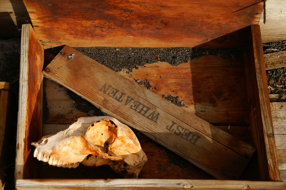 2007 Skull in a box at Cape Royds