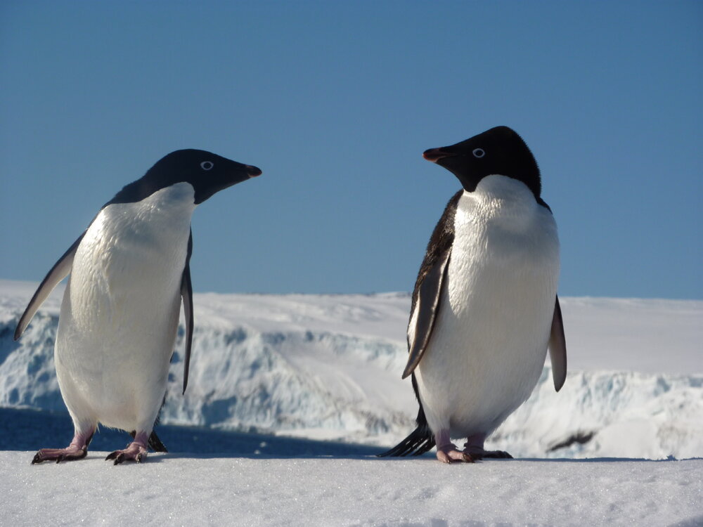 2009-10 Ad&eacute;lie penguins
