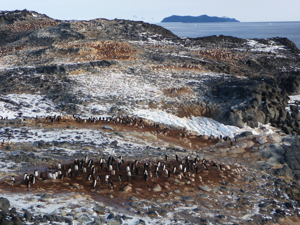 2009-10 Ad&eacute;lie penguin rookery at Cape Royds
