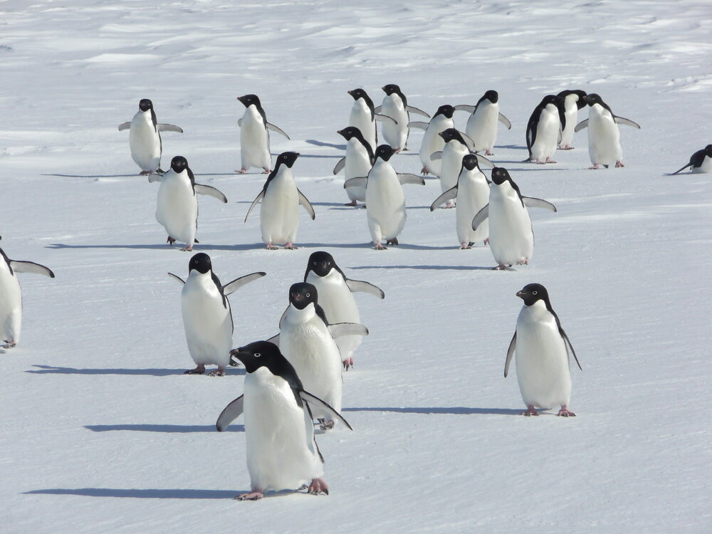 2009-10 Ad&eacute;lie penguins