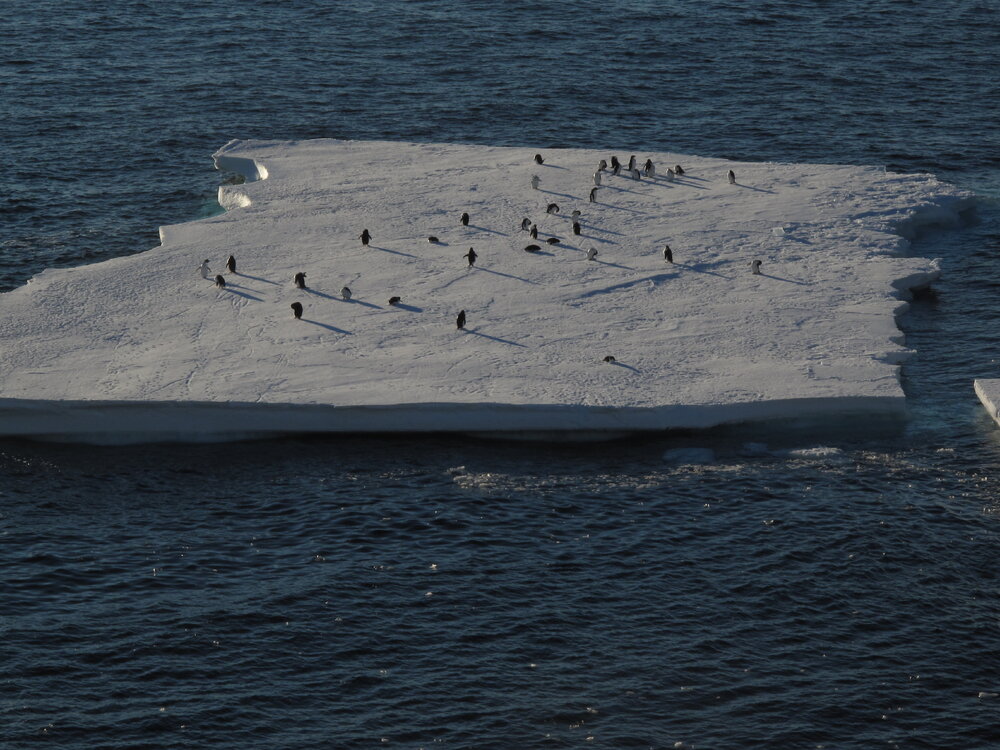 2009-10 Ad&eacute;lie penguins on iceberg