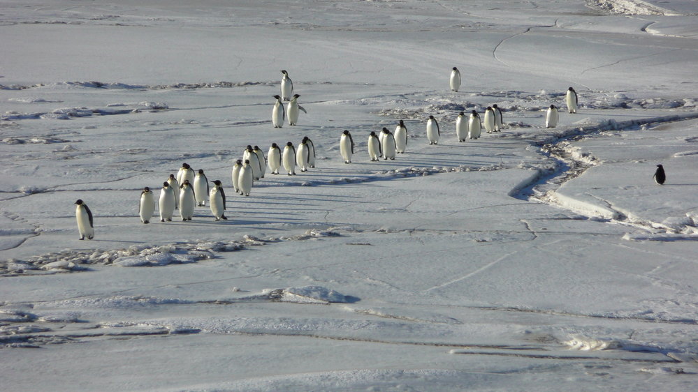 2009-10 Emperor penguins, Cape Royds