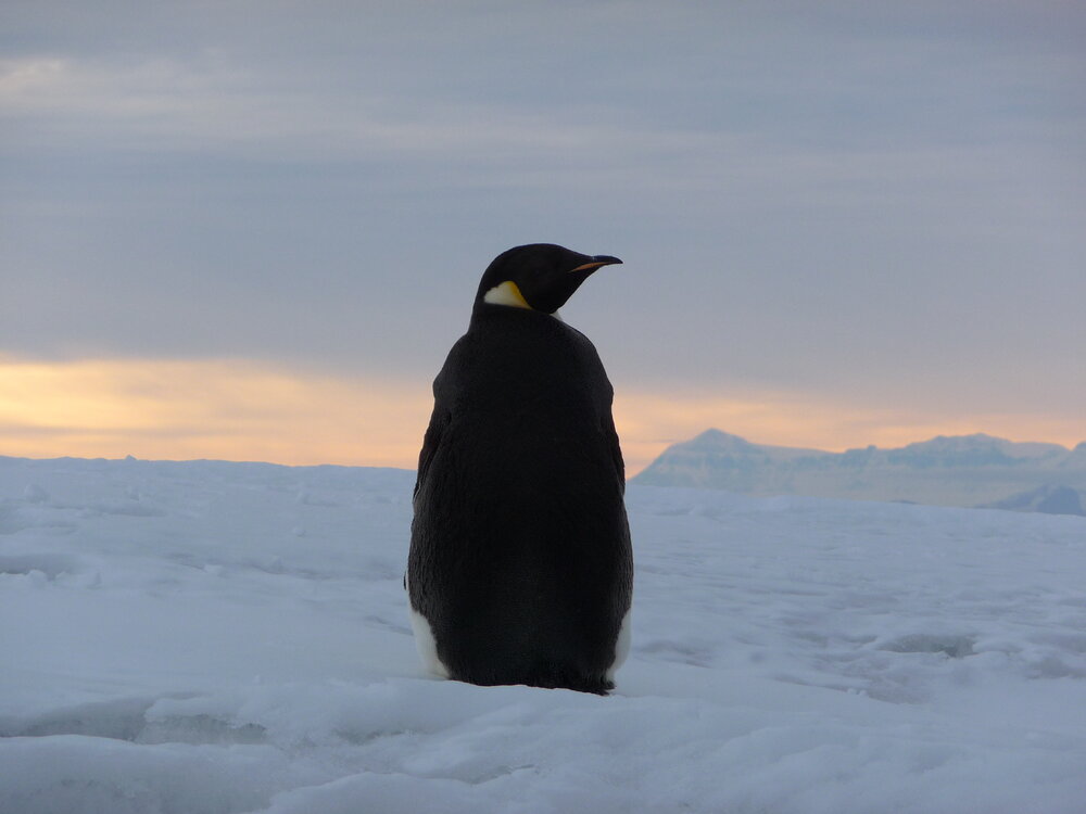 2009-10 Emperor penguin