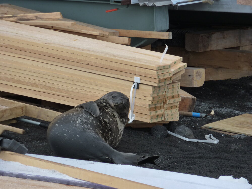 2009-10 Weddell seal at Cape Evans field camp