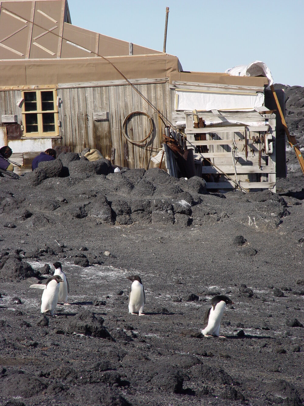 2007 Adelie penguins outside Shackleton's 'Nimrod' hut