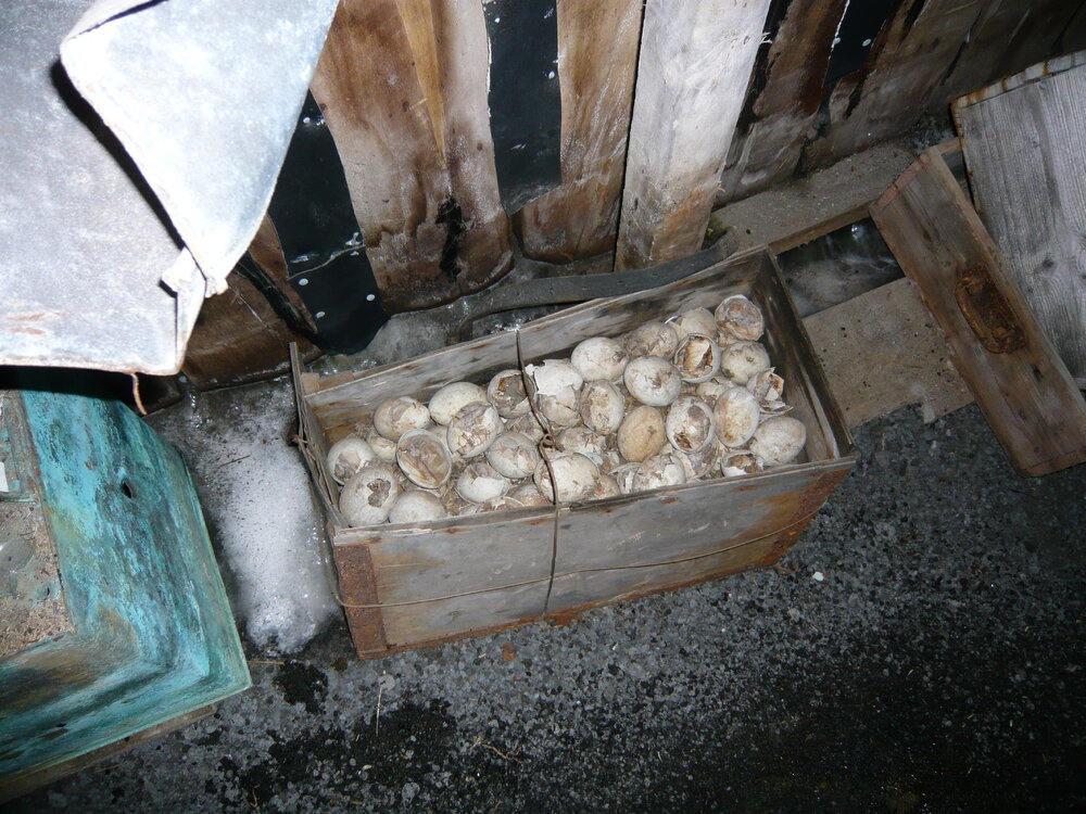 2008 Ice build-up around penguin eggs inside Scott's 'Terra Nova' hut, Cape Evans