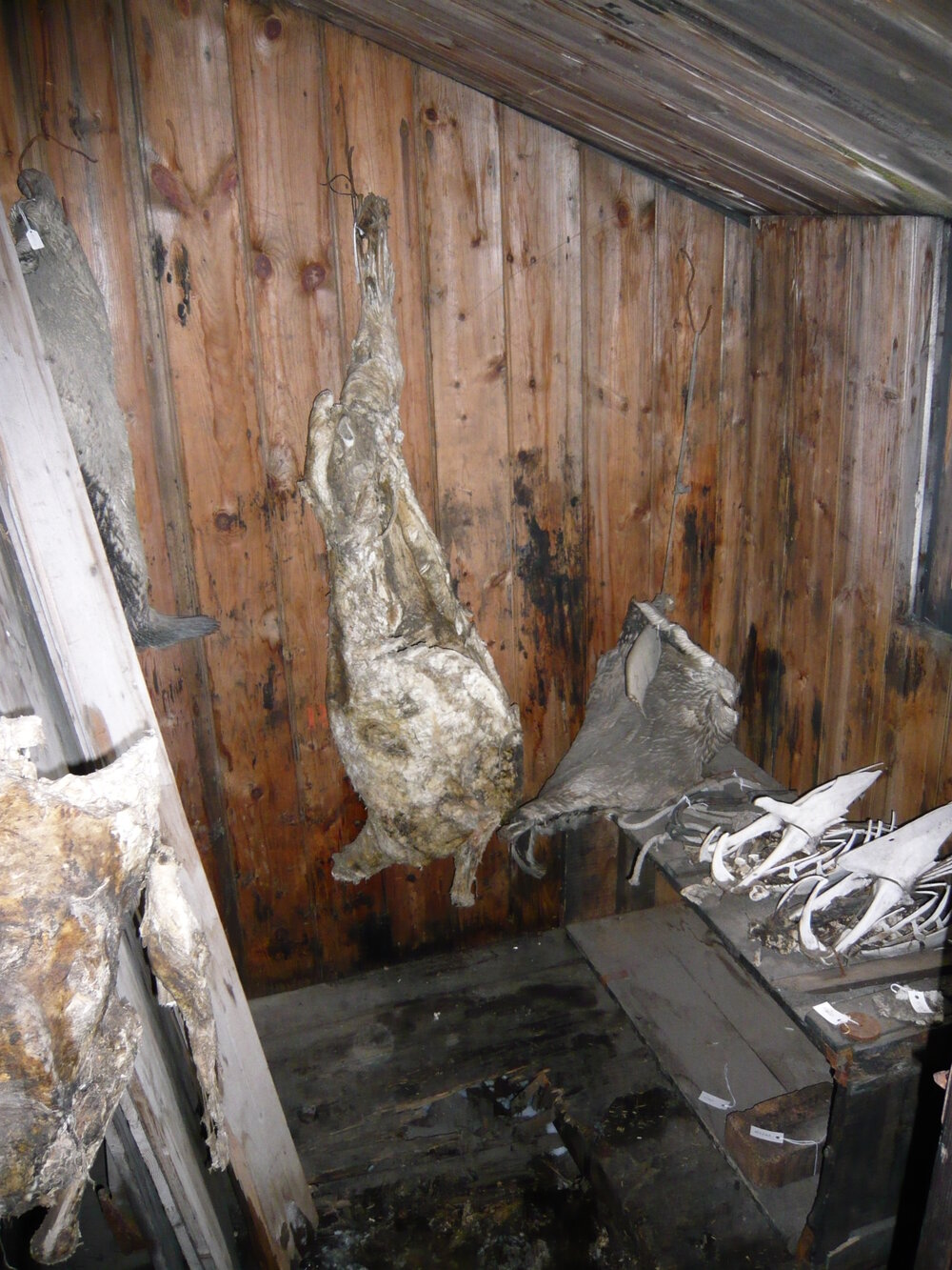 2008 Sheep carcasses hanging inside Scott's 'Discovery' hut, Hut Point