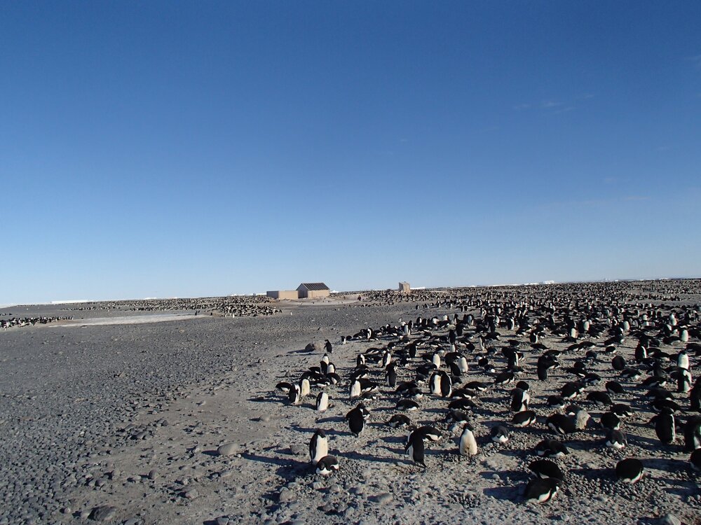 2015-16 The Cape Adare huts and penguin colony