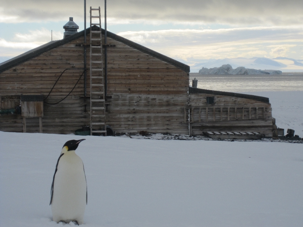 2010-11 Emperor penguin outside Scott's 'Terra Nova' hut, Cape Evans