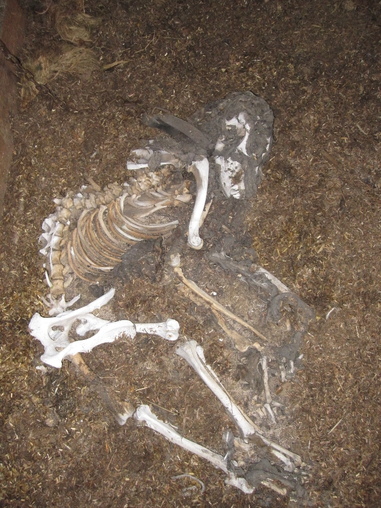 2010-11 Dog Skeleton in the stables at Cape Evans