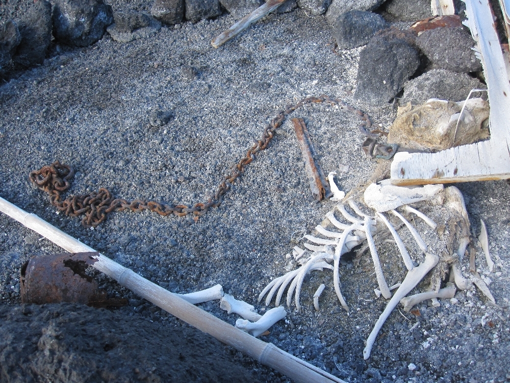 2010-11 Dog skeleton at Cape Evans
