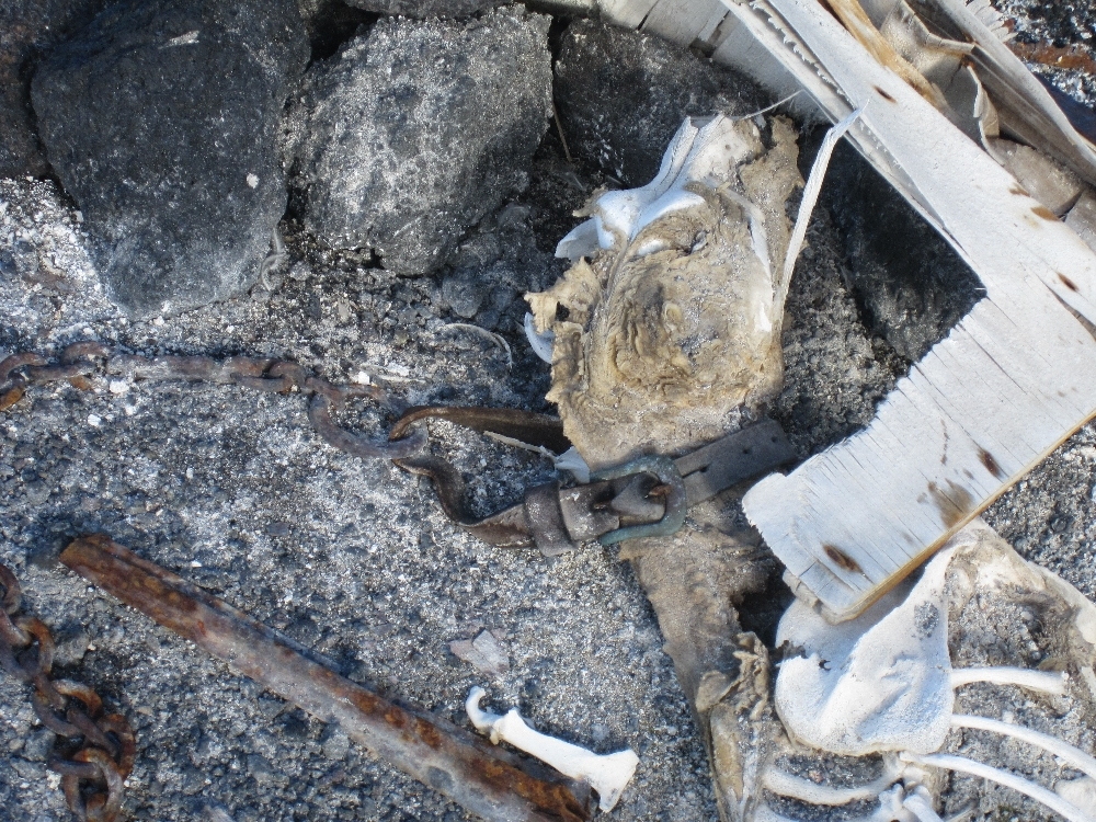 2010-11 Dog skeleton at Cape Evans