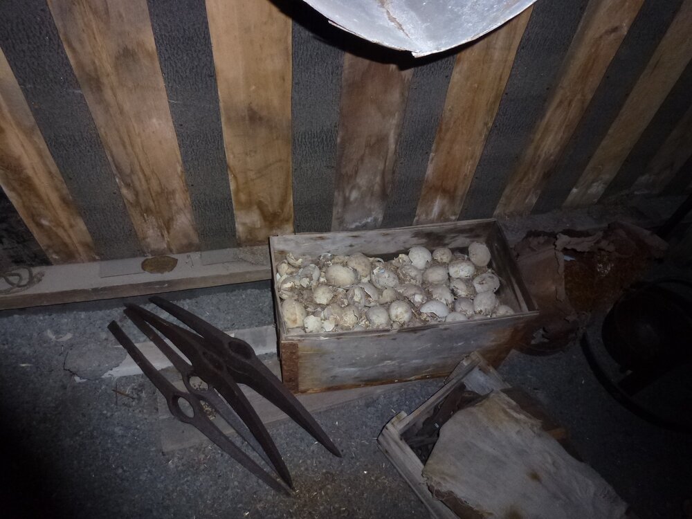 Box of Ad&eacute;lie penguin eggs and pickaxe heads, Scott's 'Terra Nova' hut 