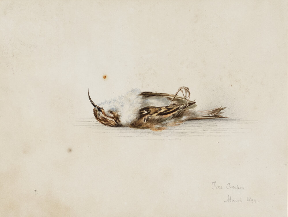 Dr Edward Wilson's Tree Creeper watercolour