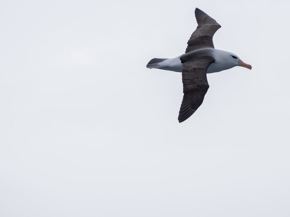 Black Browed Albatross, South Georgia