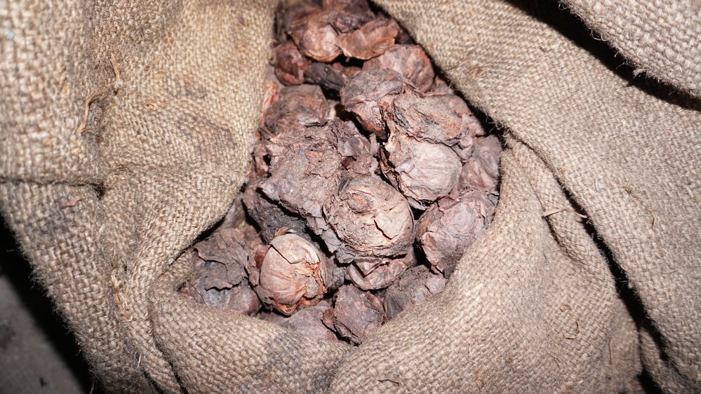 2021-22 Scott's 'Discovery' hut, interior, sack of dried onions (002)