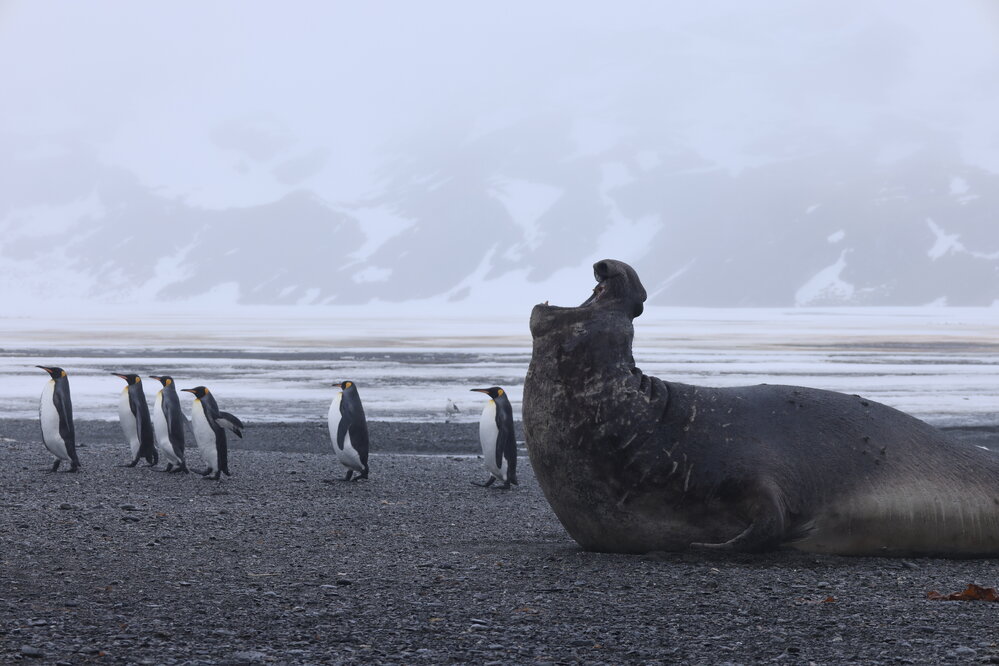 King penguins and Elephant seal at Right Whale Bay
