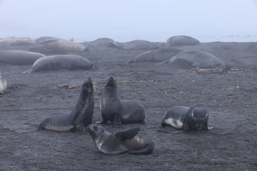 Seals at Right Whale Bay (002)