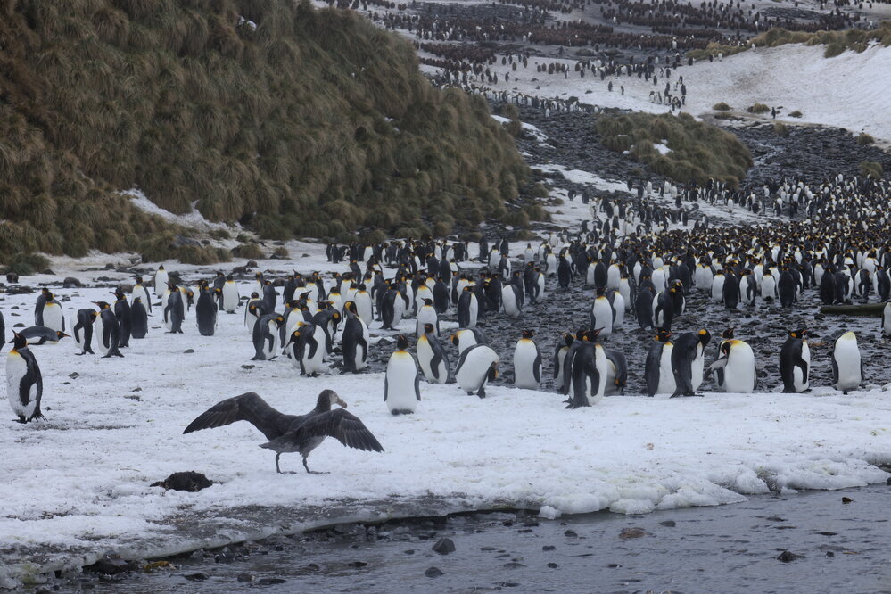 King penguins at Right Whale Bay (002)