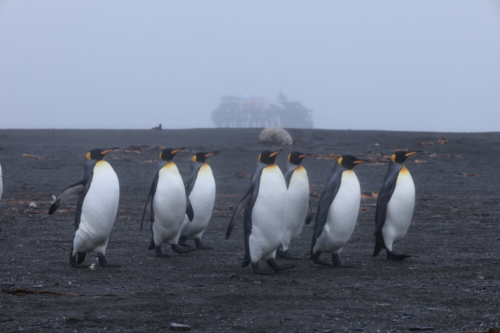 King penguins at Right Whale Bay (007)