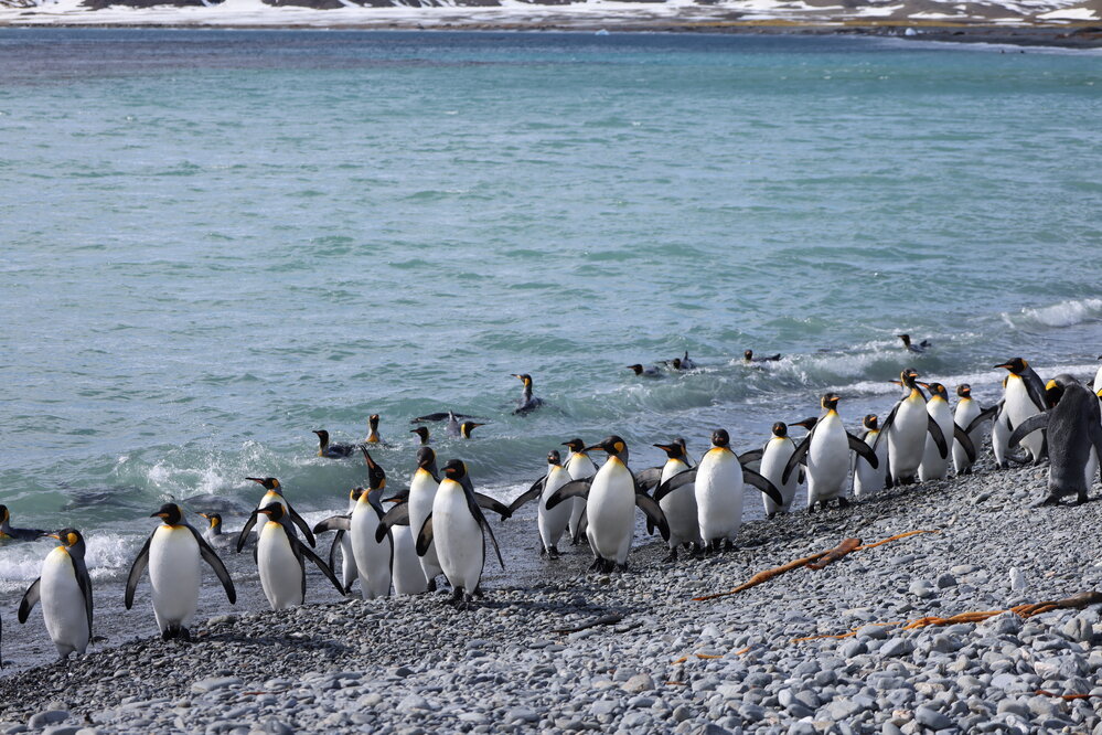King penguins at Fortuna Bay (002)