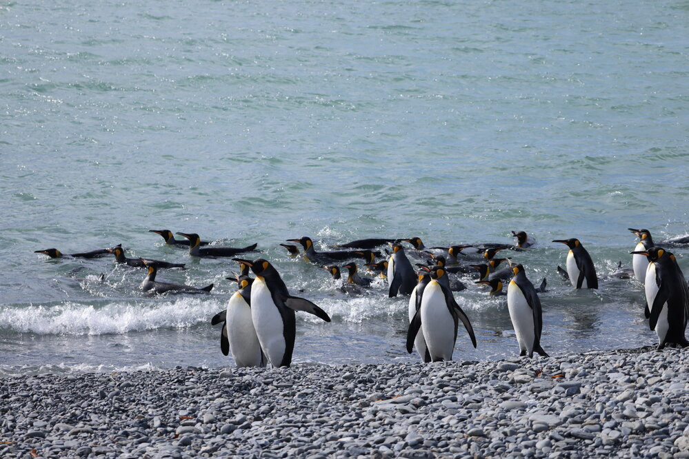 King penguins at Fortuna Bay (003)