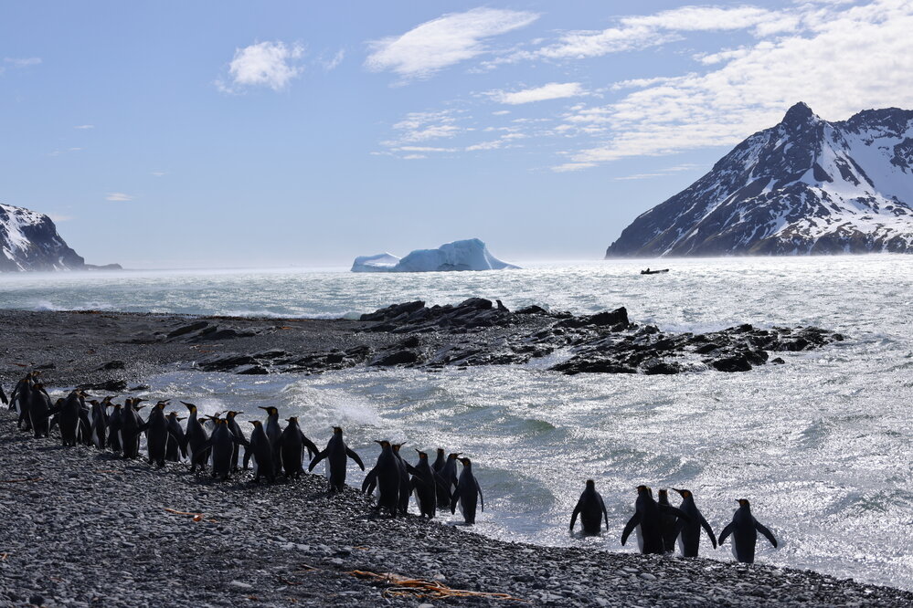 King penguins at Fortuna Bay (004)