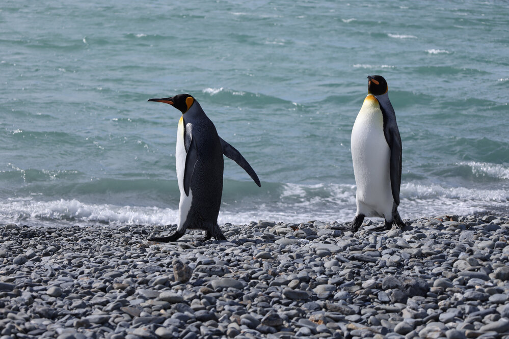 King penguins at Fortuna Bay (006)