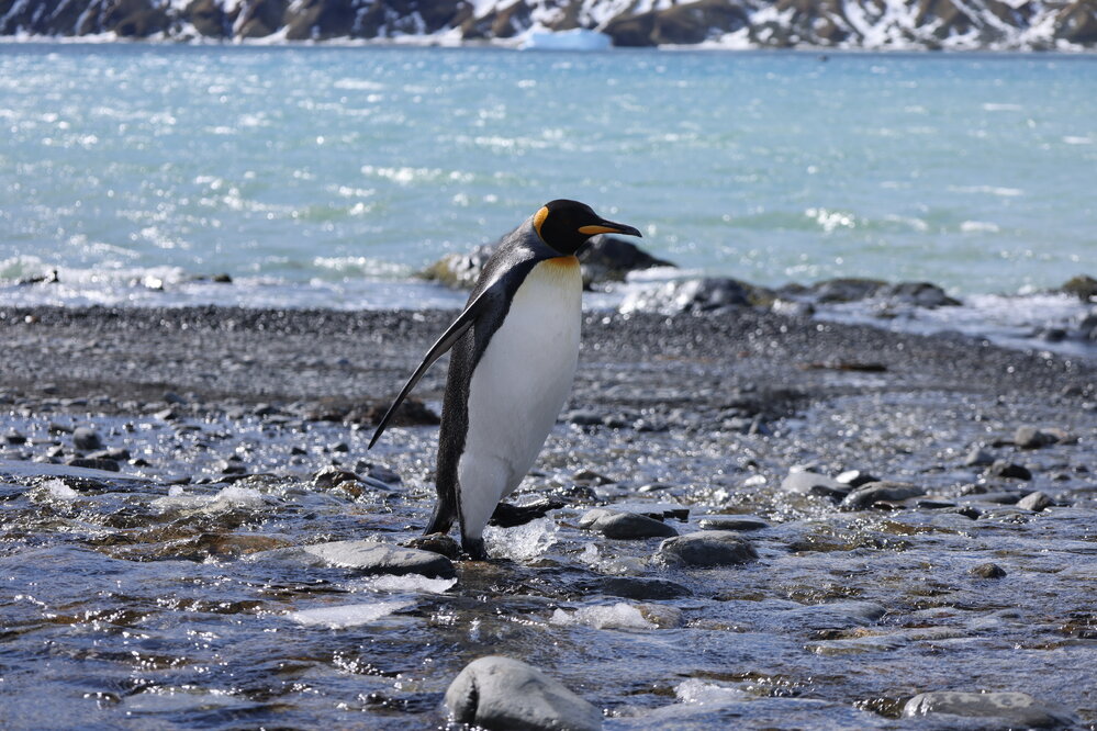 King penguins at Fortuna Bay (011)