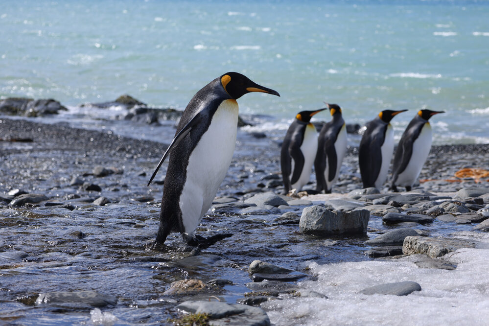 King penguins at Fortuna Bay (012)