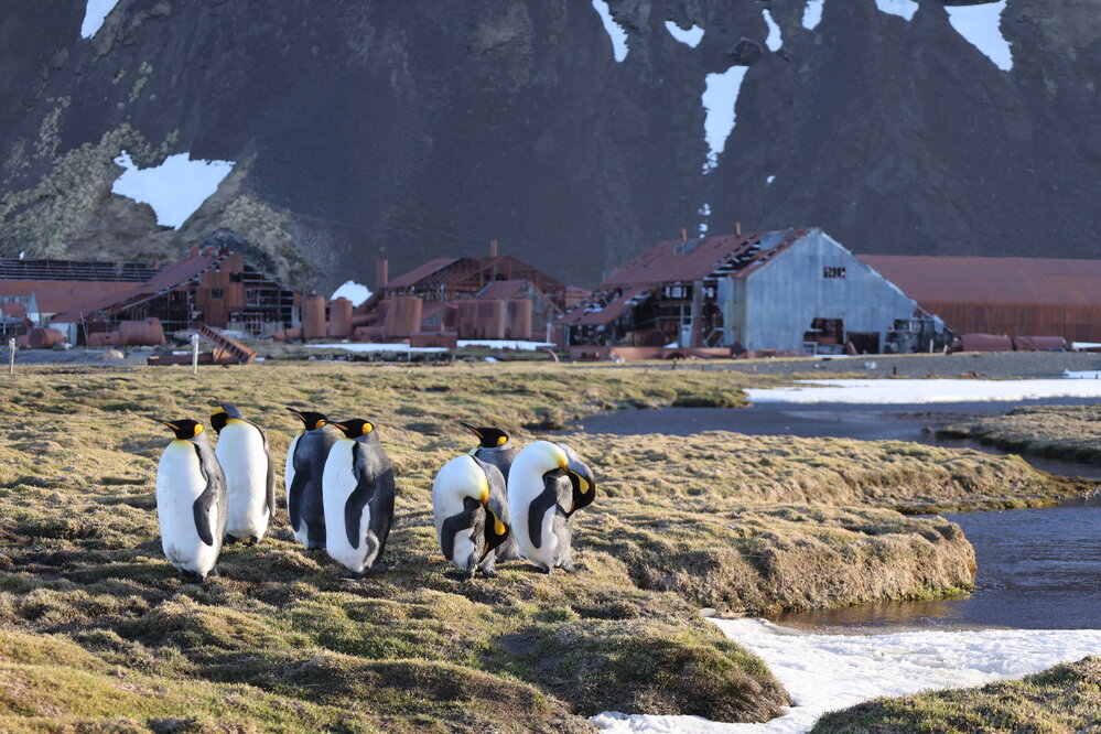 King penguins and Stromness Whaling Station