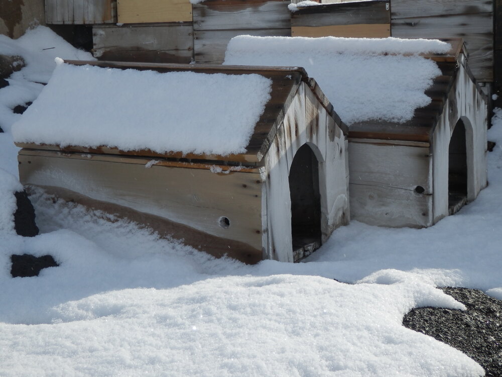 Snow build-up on kennels, Shackleton's 'Nimrod' Hut