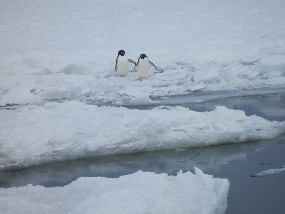 Ad&eacute;lie penguins on the ice breakout (001)