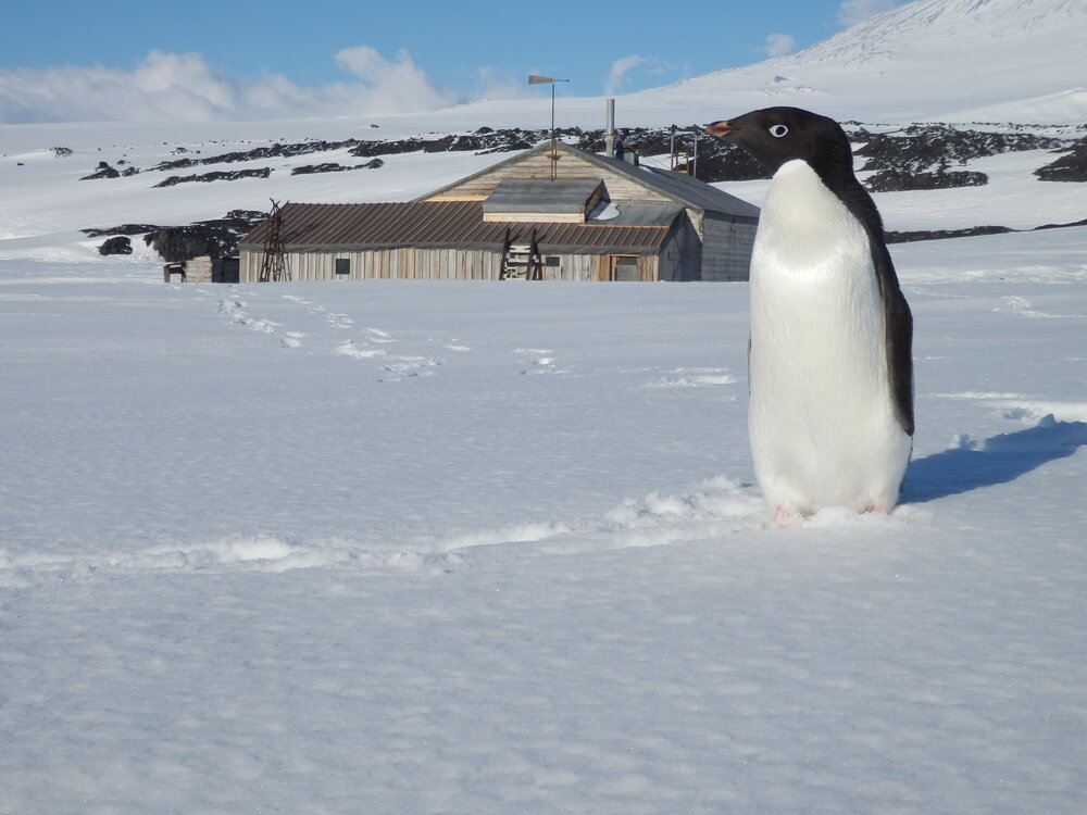 Ad&eacute;lie penguin at Cape Evans 