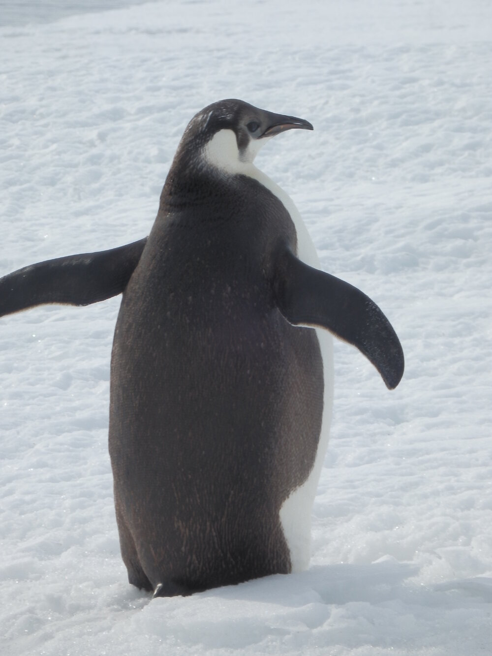 Emperor penguin