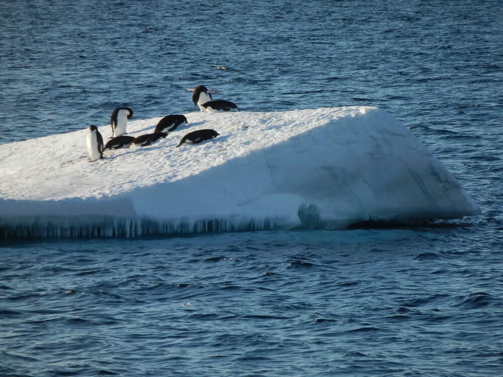 Ad&eacute;lie penguins on an ice berg