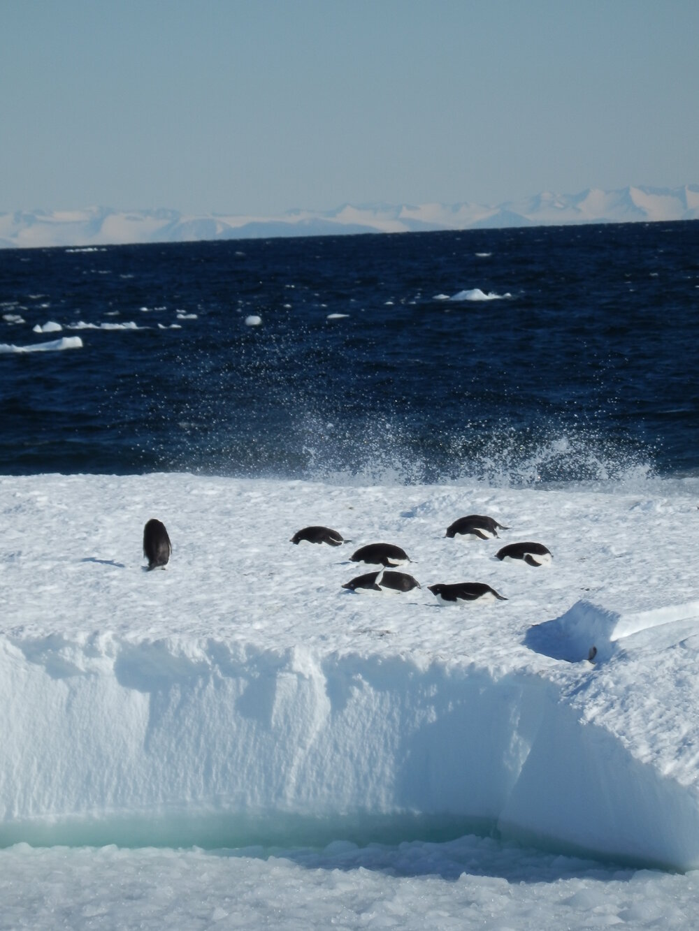 Ad&eacute;lie penguins on an iceberg 