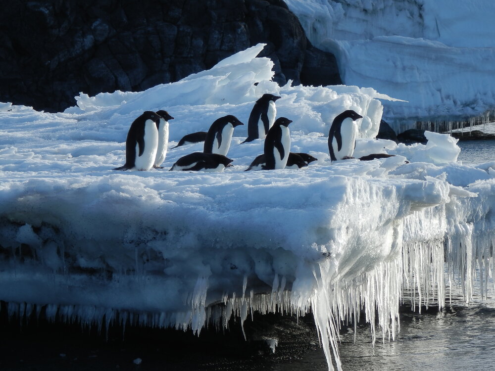 Ad&eacute;lie penguins on an ice berg (002)