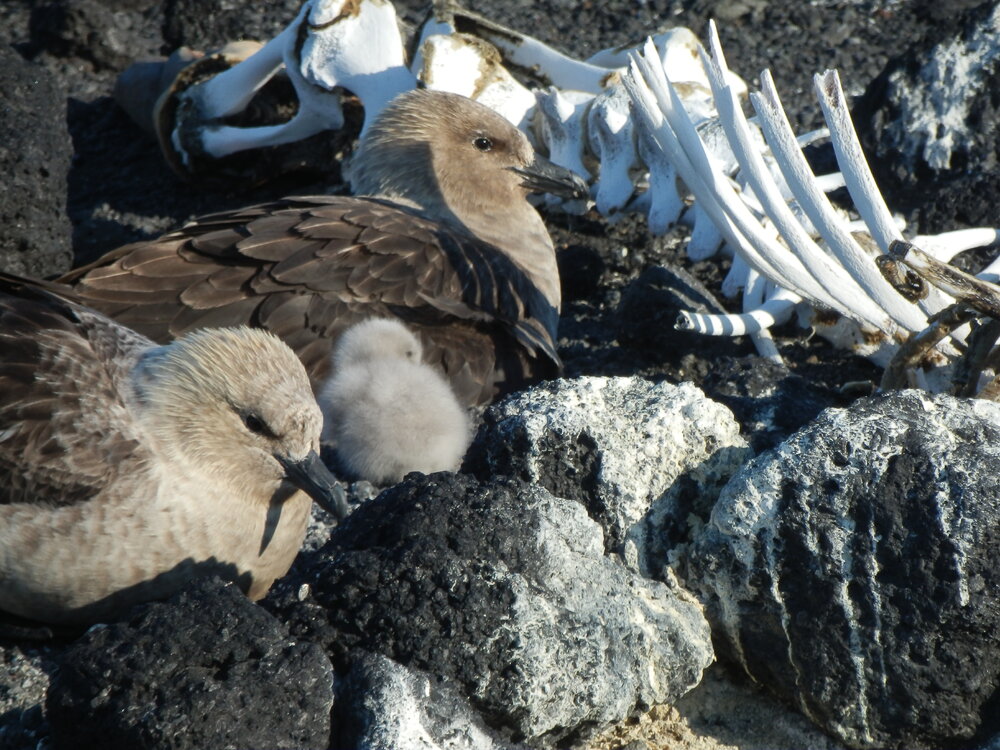 2011-12 Skua family (001)