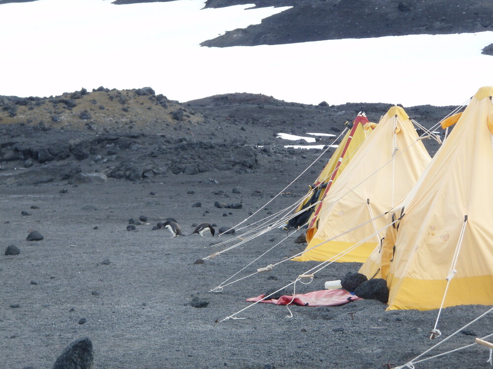 Scott Polar tents and Ad&eacute;lie Penguins
