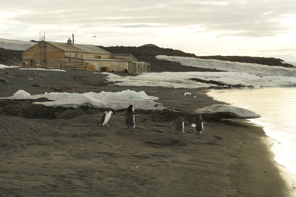 2013-14 Adelie penguins in front of Scott's 'Terra Nova' hut, Cape Evans