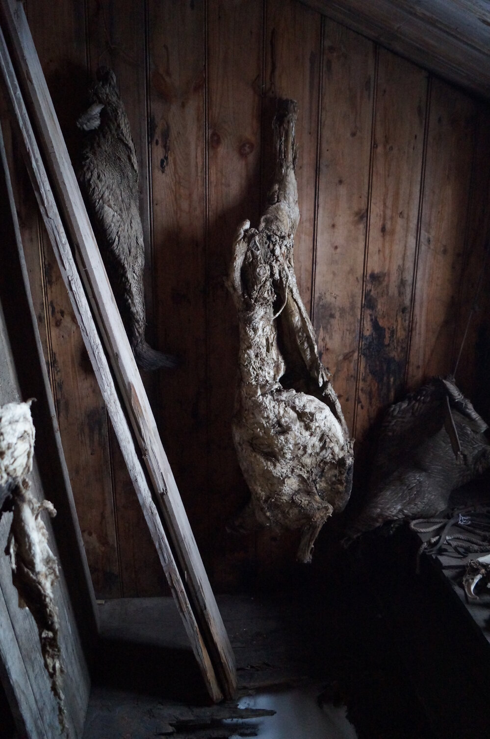 2013-14 Location image, Mutton carcasses, Scott's 'Discovery' hut, Hut Point (001)