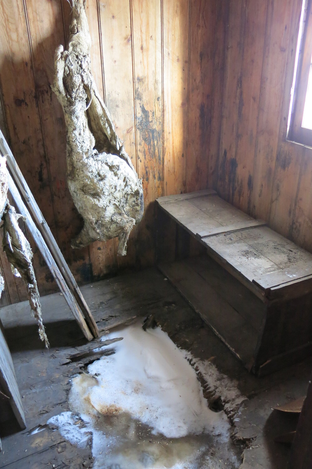 2013-14 Location image, Mutton carcasses, Scott's 'Discovery' hut, Hut Point (002)