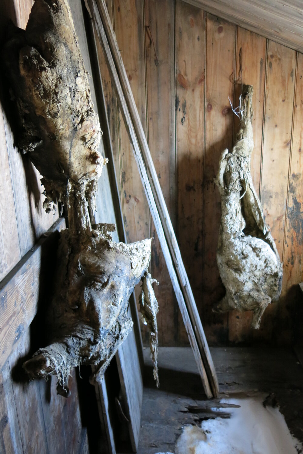 2013-14 Location image, Mutton carcasses, Scott's 'Discovery' hut, Hut Point (003)