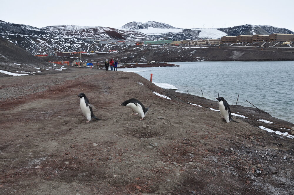 2013-14 Three Adelie penguins at Hut Point