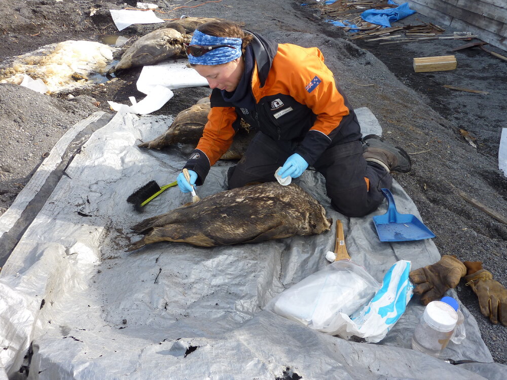 2009-10 AHT's Lucy Skinner working on penguin carcass, Scott's 'Terra Nova' hut